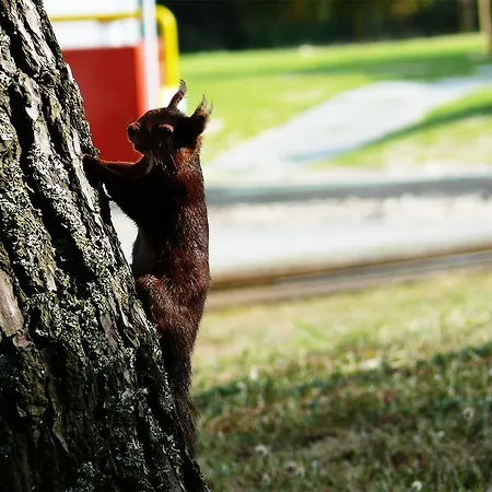 Camping Parque De Campismo Orbitur Rio Alto Póvoa de Varzim