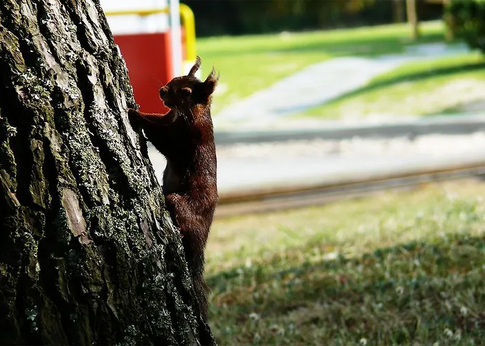 Campeggio Parque De Campismo Orbitur Rio Alto Póvoa de Varzim